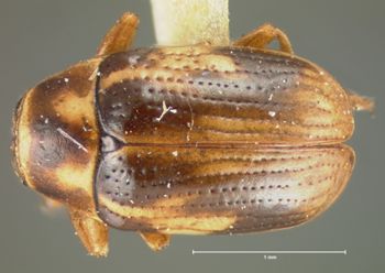 Media type: image; Entomology 9269   Aspect: habitus dorsal view